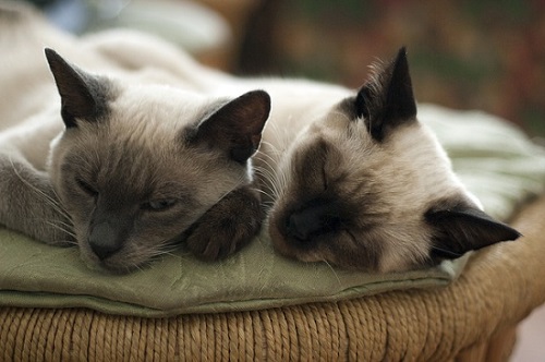 chats qui dorment